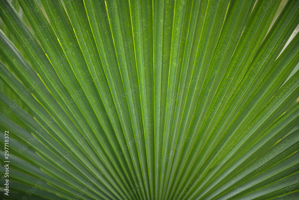 Large Palm Leaf Background Wallpaper Large Palm Leaf Background Wallpaper
