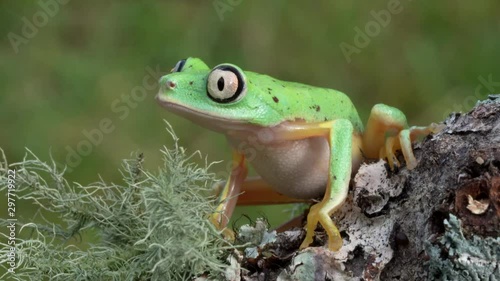 Lemur leaf Frog Jumping Away 4K