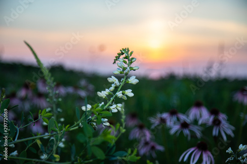 Midwest Native Plants