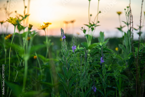 Midwest Native Plants