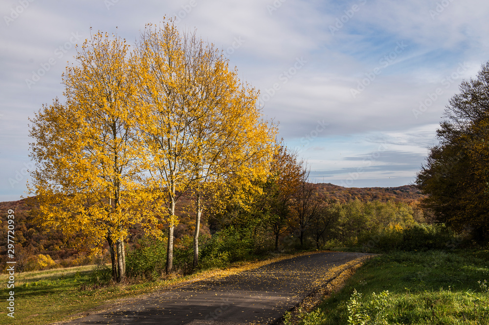 road in autumn