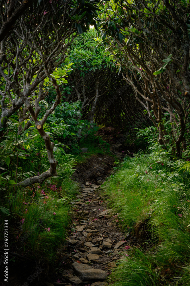 Tunnel of Rhododendron Bushes Over Appalachian Trail Tunnel of Rhododendron Bushes Over Appalachian Trail