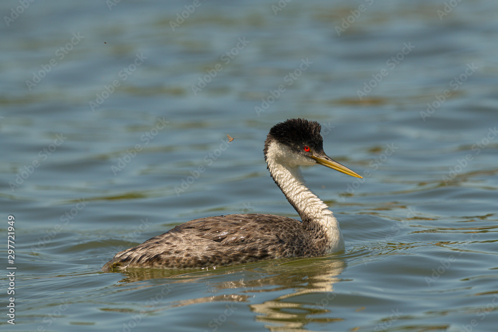 Fototapeta premium Western Grebe swims and preens in calm water