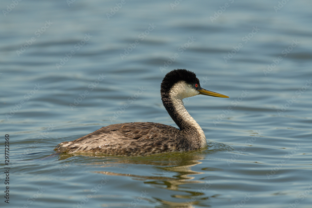 Western Grebe swims and preens in calm water Western Grebe swims and preens in calm water