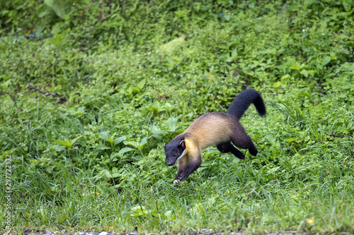 Adult Yellow-throated marten (Martes flavigula), angle view, side shot, in the morning foraging on the foothill with fallen tree in montane forest on high mountain, Mae Wong National Park, northern of