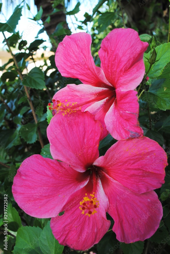 Naklejka premium Cropped shot of a two red hibiscus flowers in the garden