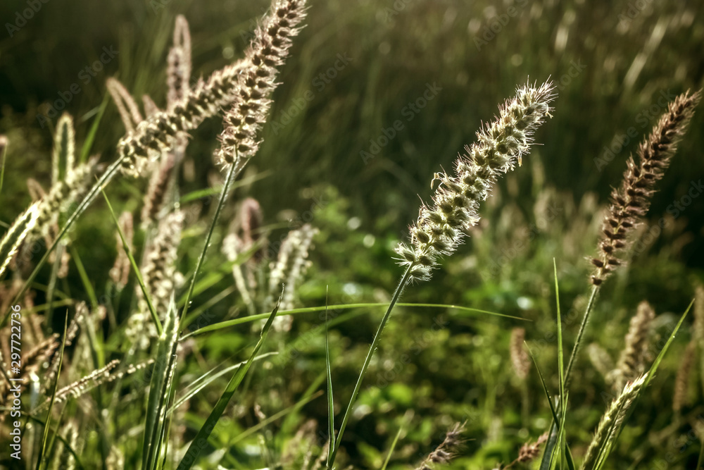 Fototapeta premium grass on green background