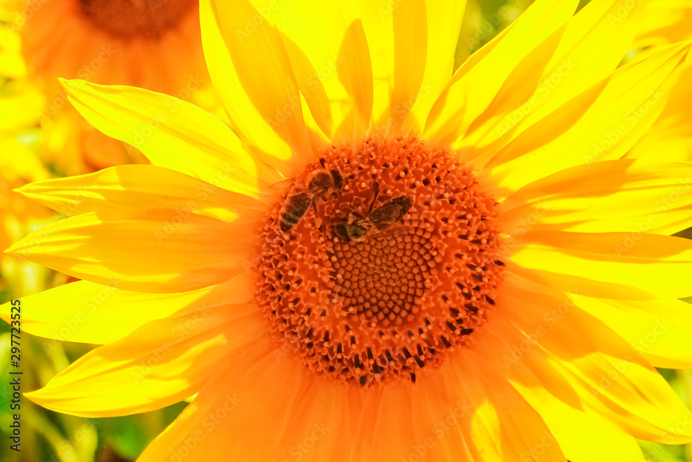 a field of blooming sunflowers against a colorful sky a field of blooming sunflowers against a colorful sky