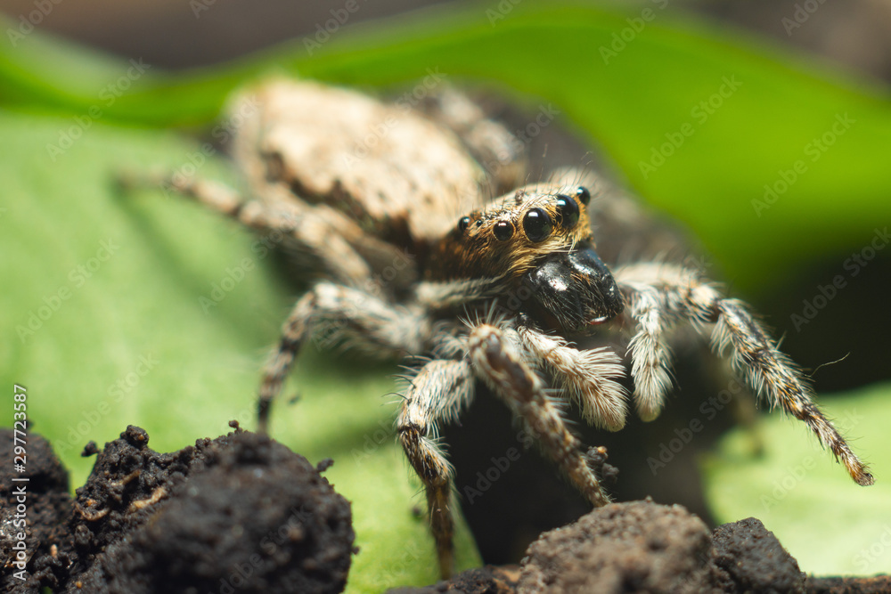 spider on a green leaf spider on a green leaf