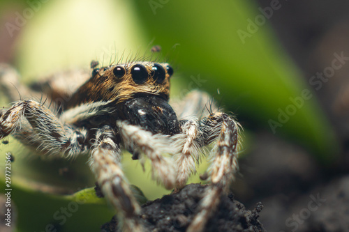 spider on a web