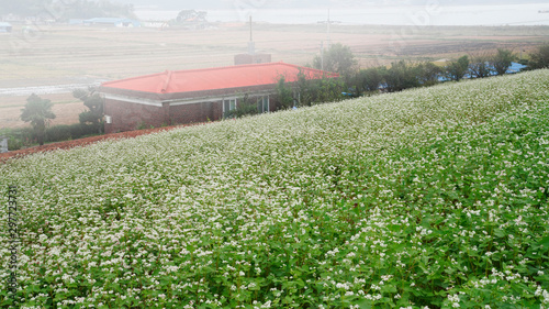 선학동 마을의 유채꽃밭
