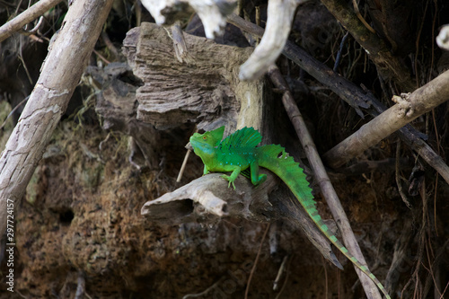 Male Green Basilisk photo