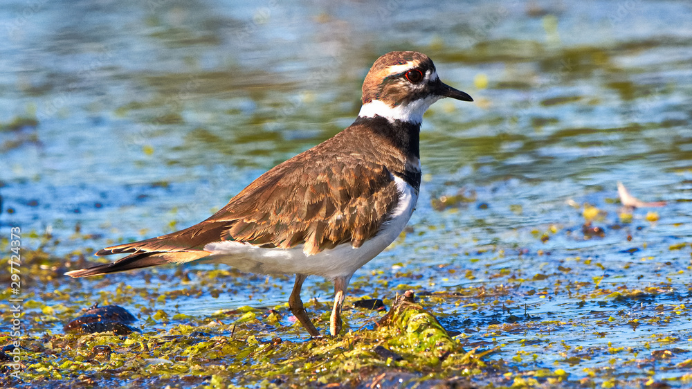 Killdeer