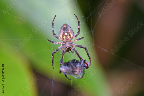 macroshot of a spider with a fly for dinner