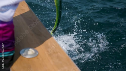 acrobatic mahi mahi being caught