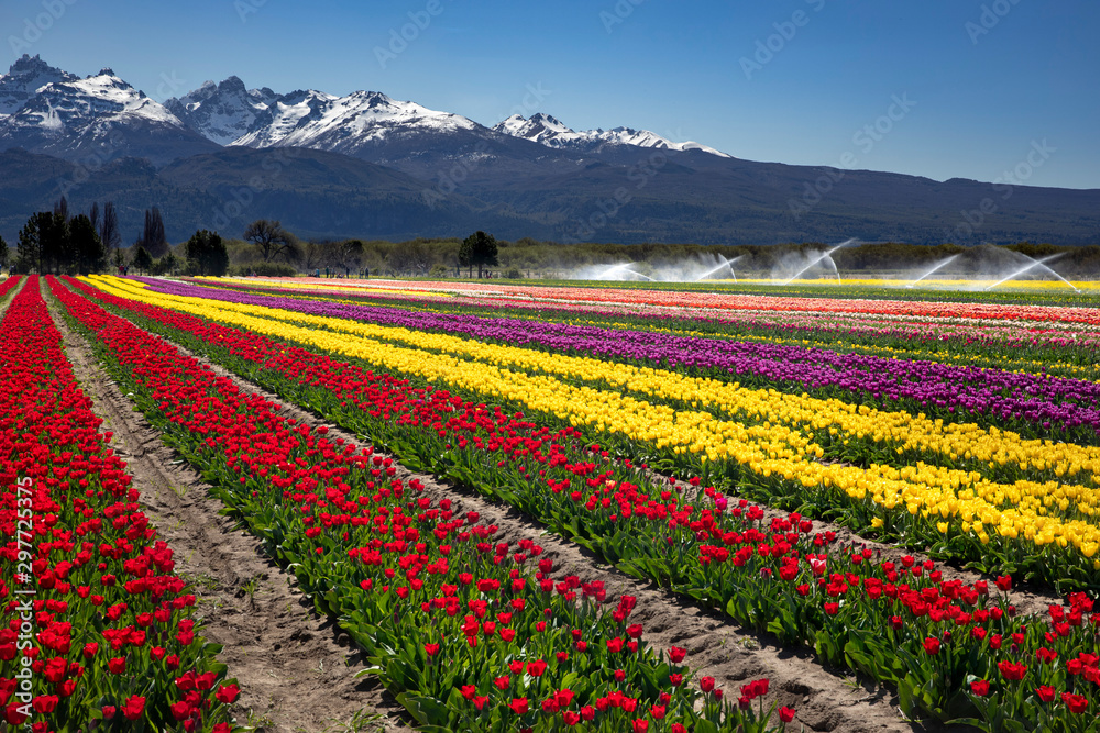 Campo de tulipanes en Trevelin, Chubut, Argentina.