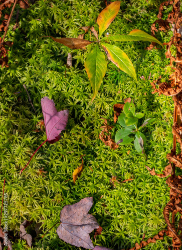 Sphagnum moss