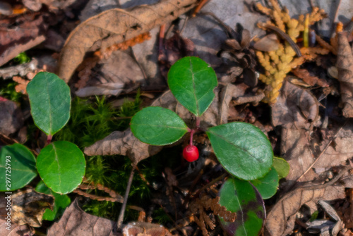 Red berry in green leaves
