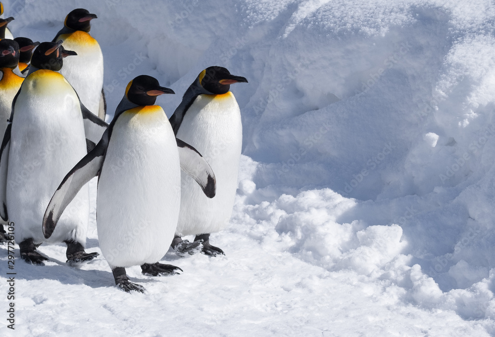 Fototapeta premium Penguins on cute tuxedo walk on a snowy path in the winter, spreading their wings while marching slowing on slippery ground in a nice weather day. a group of aquatic, flightless birds. 