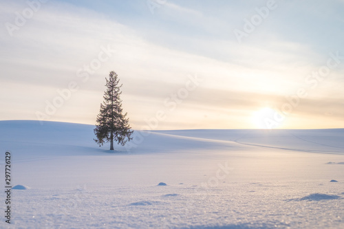 A single lonely Christmas tree under sunset and hills of white shinny snow. A stand alone tree on the on the white snowy ground with soft light from the sun shining onto the earth. Beautiful nature