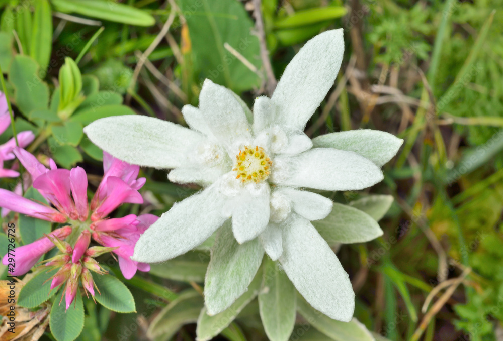 Fototapeta premium Edelweiss 7