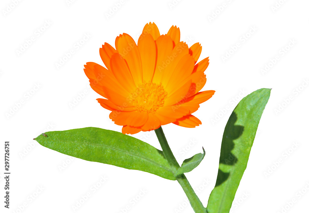 Flower of marigold (Calendula officinalis) 3 foto de Stock | Adobe Stock