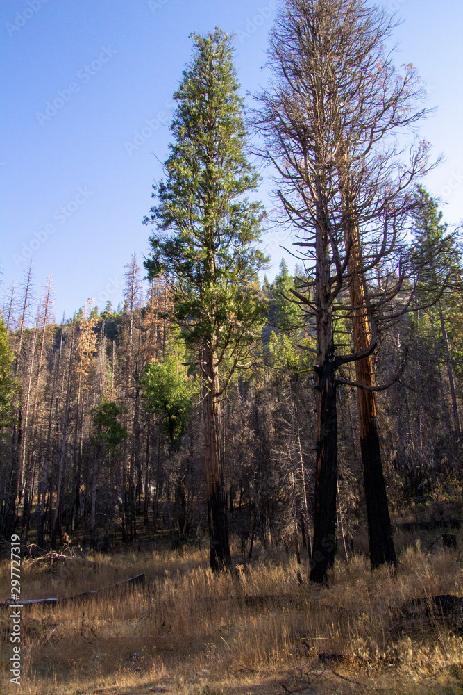 Obraz premium Yosemite Fall 2019