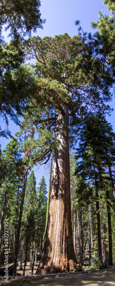 Yosemite Fall 2019