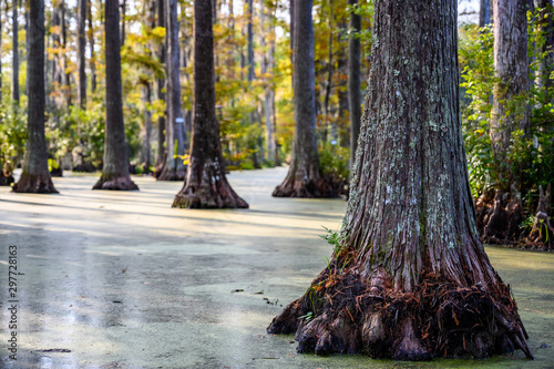 Roots of bald cypress tree extending out of swamp water photo