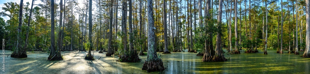 panoramic photo of bald cypress swamp panoramic photo of bald cypress swamp