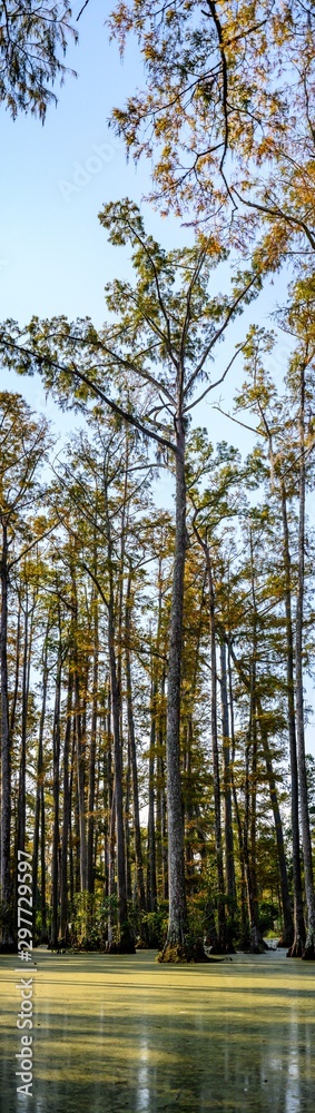 vertical panoramic photo of bald cypress swamp vertical panoramic photo of bald cypress swamp