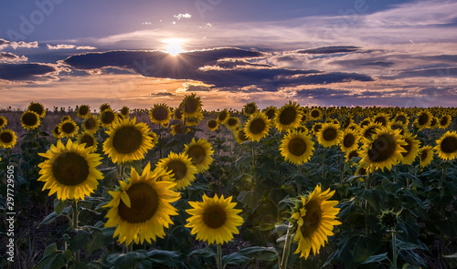 Sunflowers © Brian Weiss