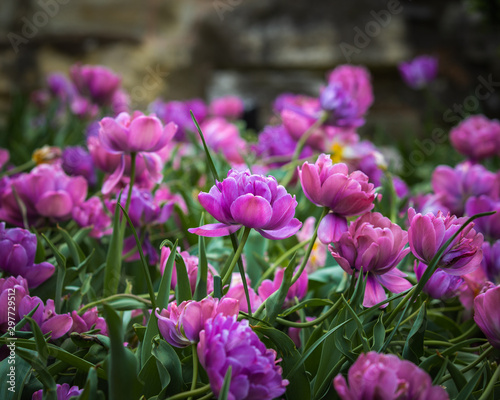 Spring Flowers 3