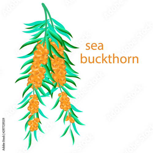 Sea buckthorn branch. isolated vector illustration.