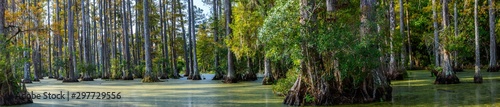 panoramic photo of bald cypress swamp