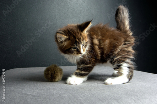 Fotografie kitten was wonderful Maine Coon in the photo Studio