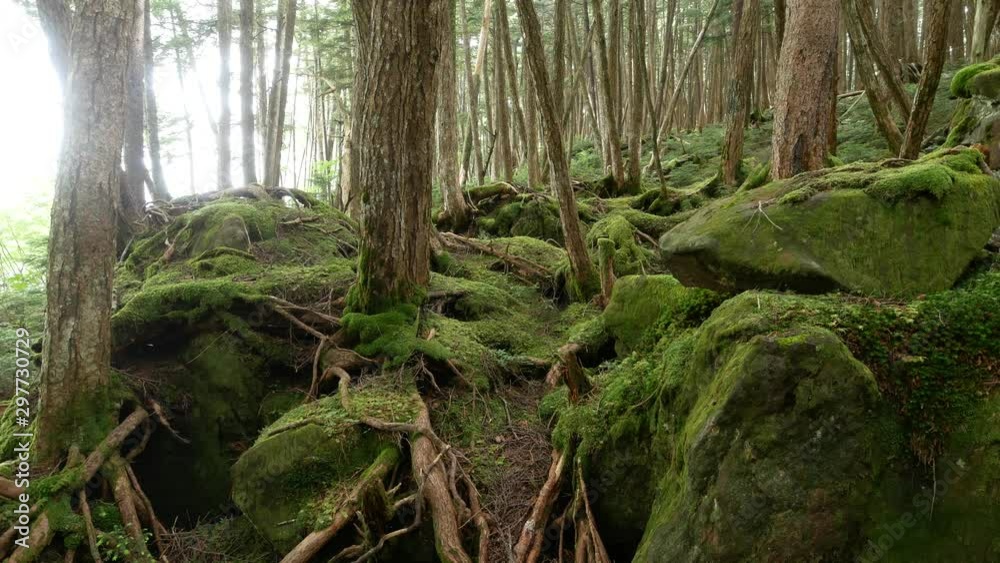 森の木々と苔 白駒池 長野県 日本 森の木々と苔 白駒池 長野県 日本