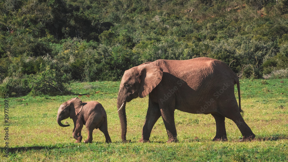 Elefante y su bebé