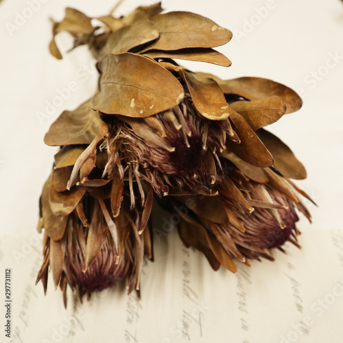 Dried flower King protea 
