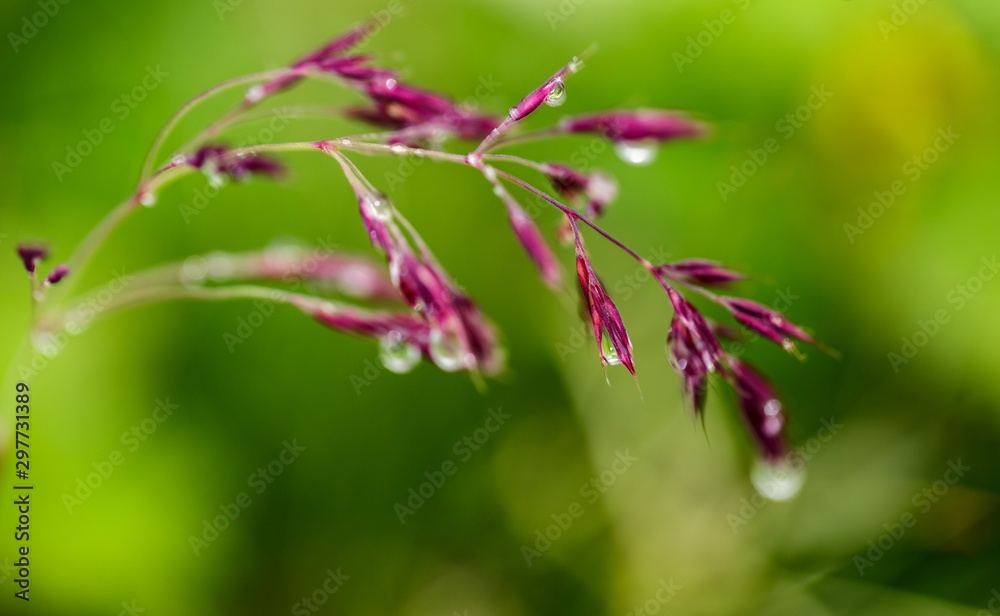 macro or close-up shot of rain drops on bunch of lavender flowers