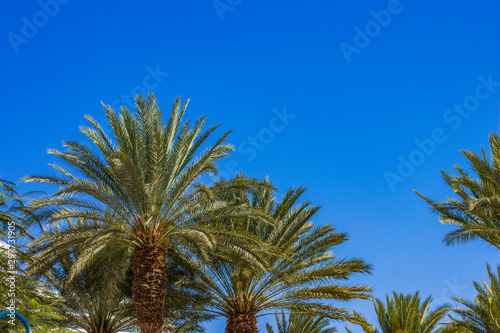 south park palm trees tropic scenery landscape view in warm summer season clear weather time and vivid blue sky background
