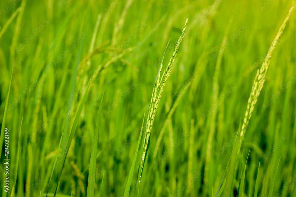 Green rice field, agriculture nature background concept Green rice field, agriculture nature background concept