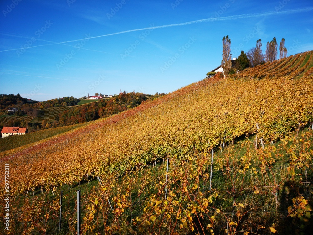Naklejka premium Weinberge im Herbst