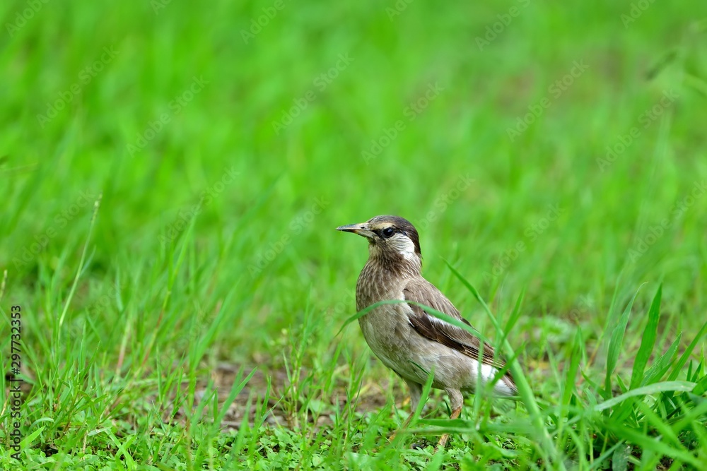 Fototapeta premium 周囲を警戒しながら餌を探すムクドリ幼鳥