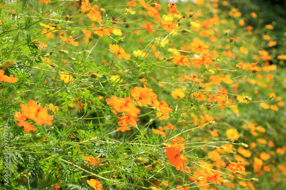 Yellow cosmos blooming in cosmos flower field, beautiful vivid natural summer garden outdoor park image. Yellow cosmos blooming in cosmos flower field, beautiful vivid natural summer garden outdoor park image.