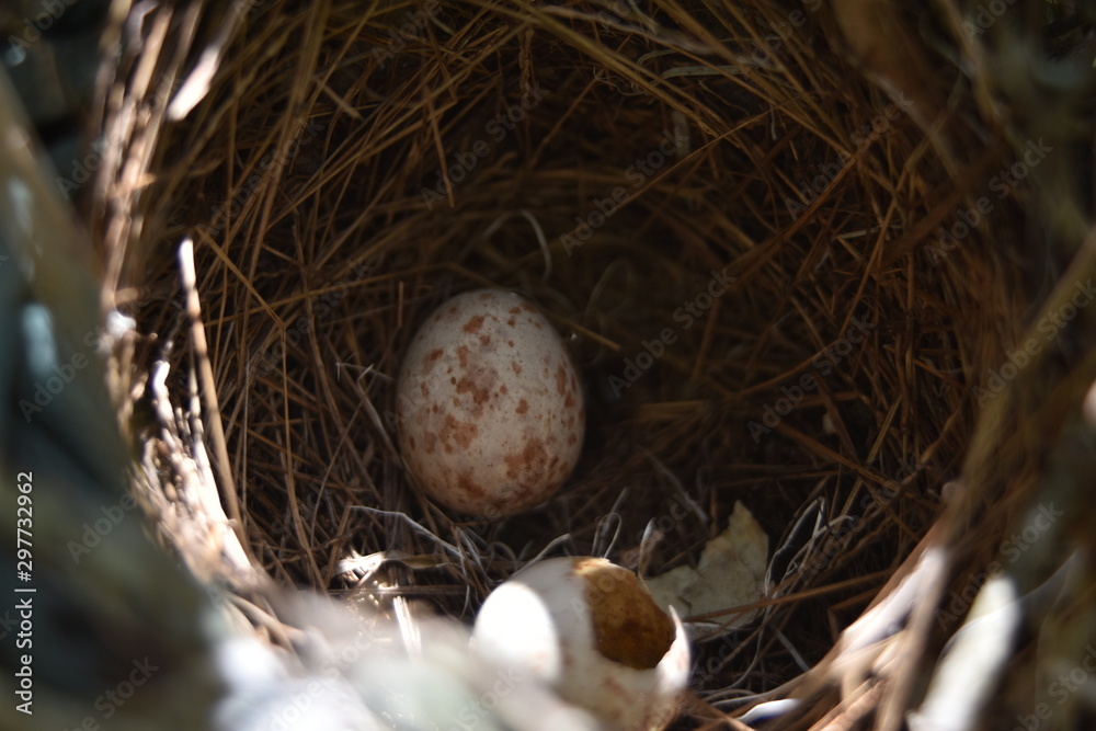 Abandoned bird nest in a palm tree with two eggs one of is broken