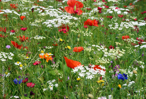 Beautiful field of wild flowers including poppies and corn flowers.
