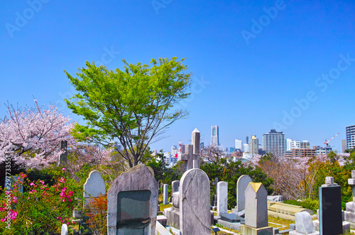 春の桜咲く横浜元町の外人墓地と横浜の街並み photo