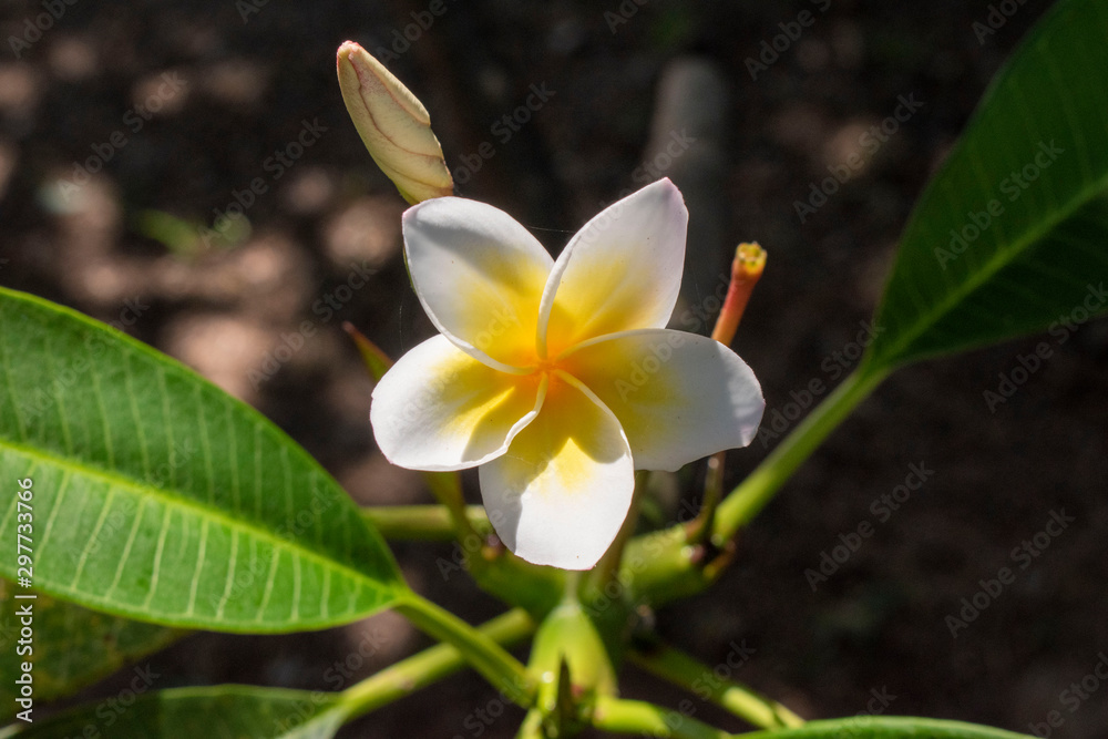 Fototapeta premium white flower in the garden