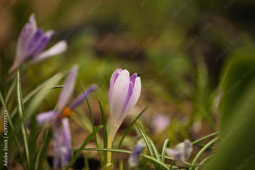 Crocus (plural: crocuses or croci) is a genus of flowering plants in the iris family. Flowers close-up on a blurred natural background. The first spring flower in the garden Crocus (plural: crocuses or croci) is a genus of flowering plants in the iris family. Flowers close-up on a blurred natural background. The first spring flower in the garden